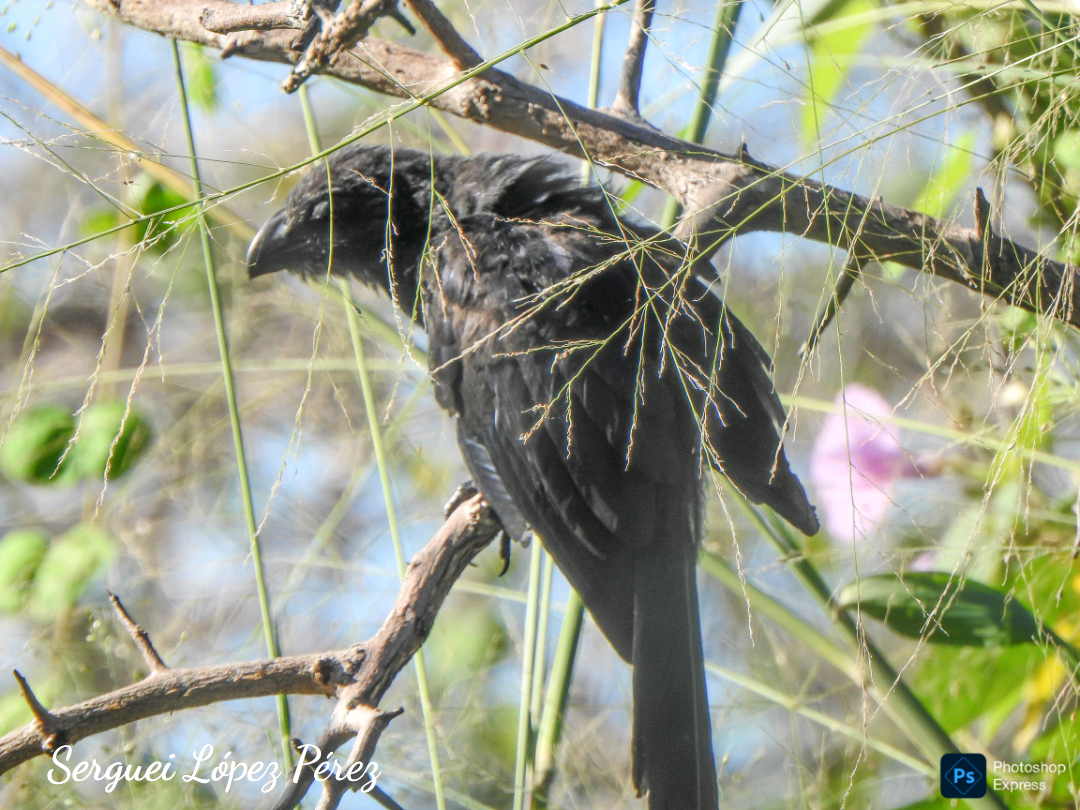 Ані товстодзьобий - ML645659159