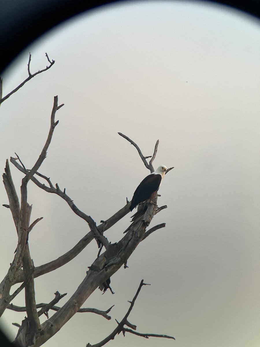 Орлан-крикун - ML645659160