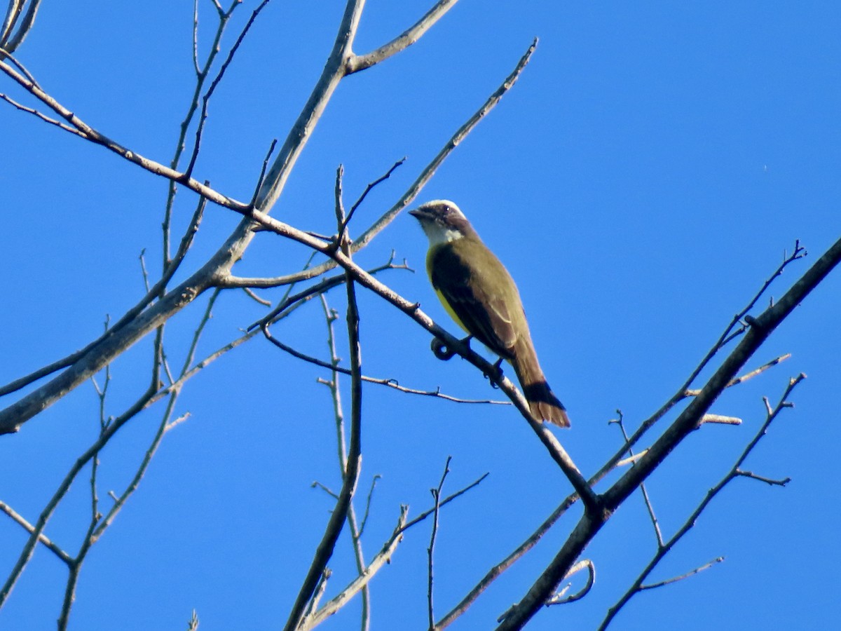 Sosyal Tiran - ML645659161