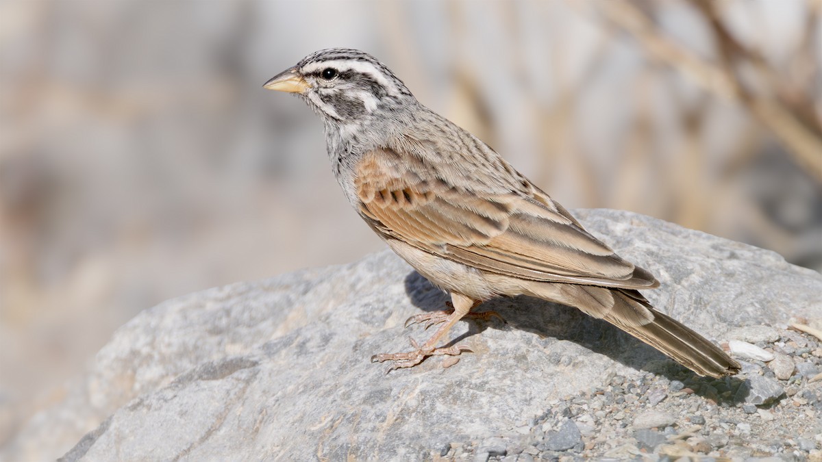 Вівсянка строкатоголова - ML645659163