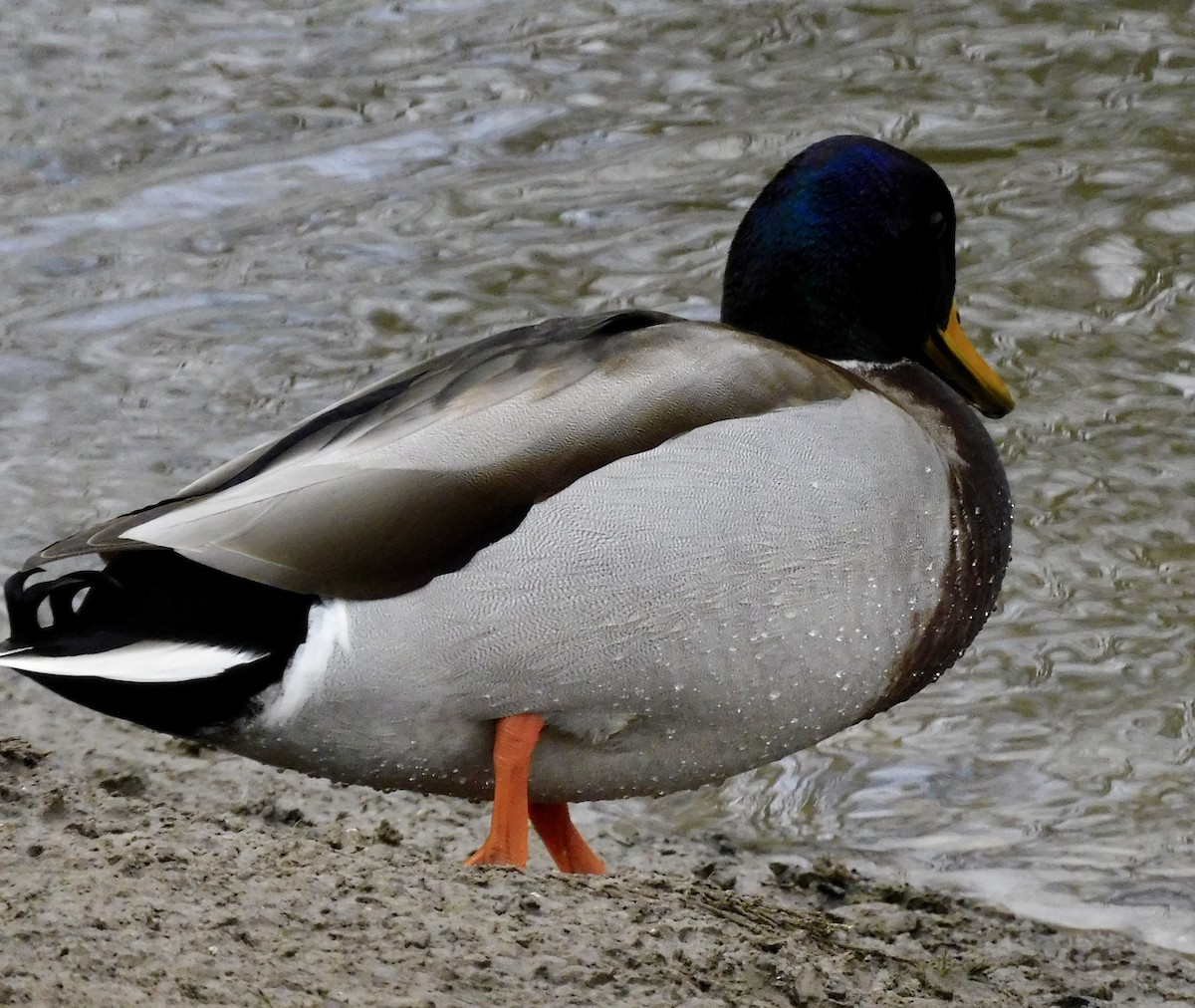 Крижень звичайний - ML645659167