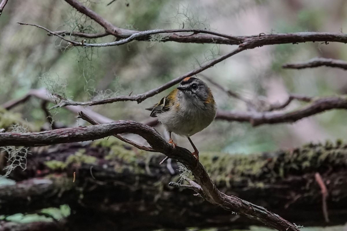 Золотомушка мадейрська - ML645659168