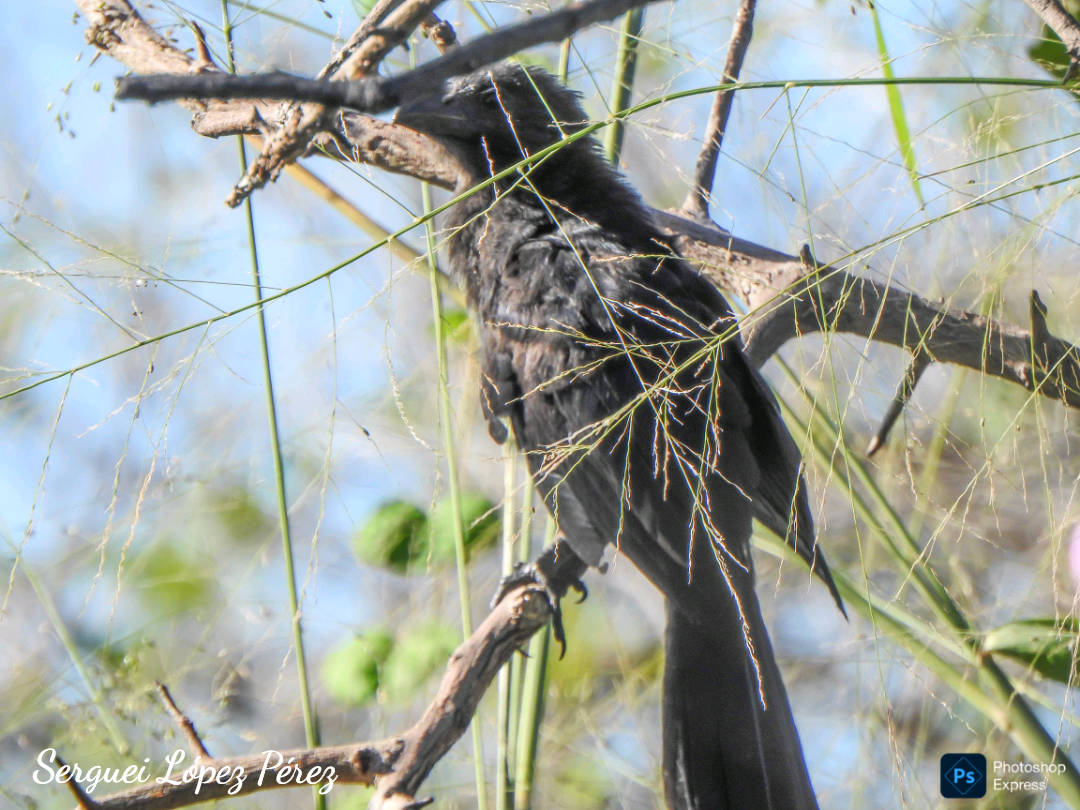 Ані товстодзьобий - ML645659169