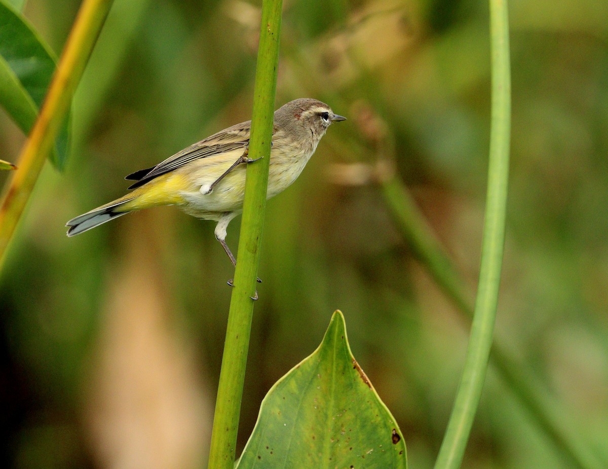 Пісняр-лісовик рудоголовий - ML645659170