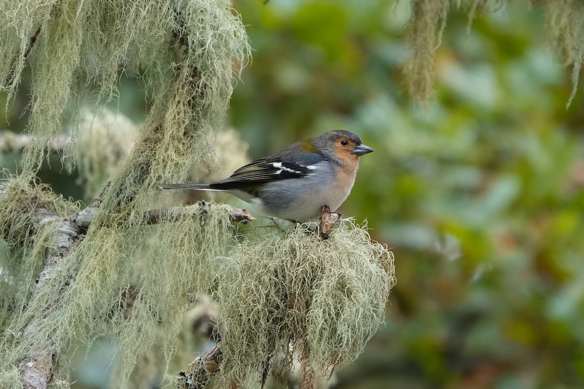 Зяблик мадейрський - ML645659171