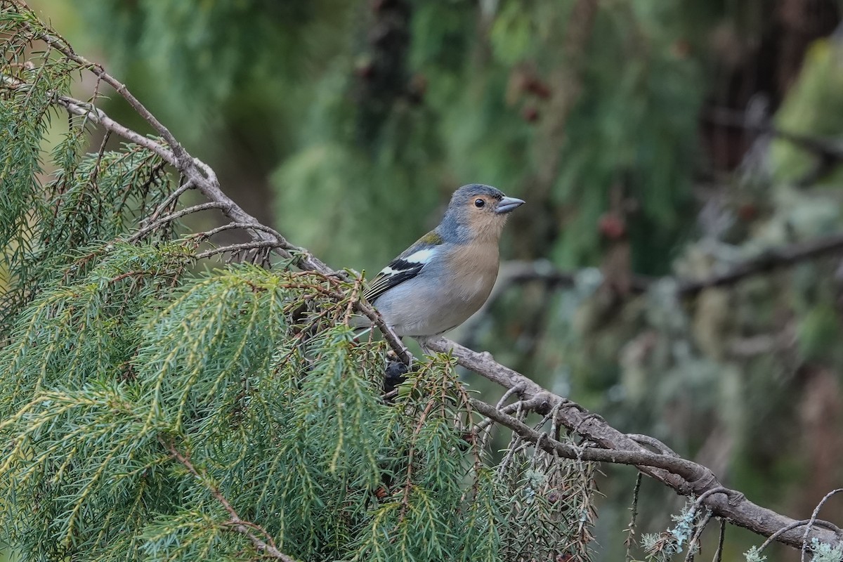 Madeira Chaffinch - ML645659172
