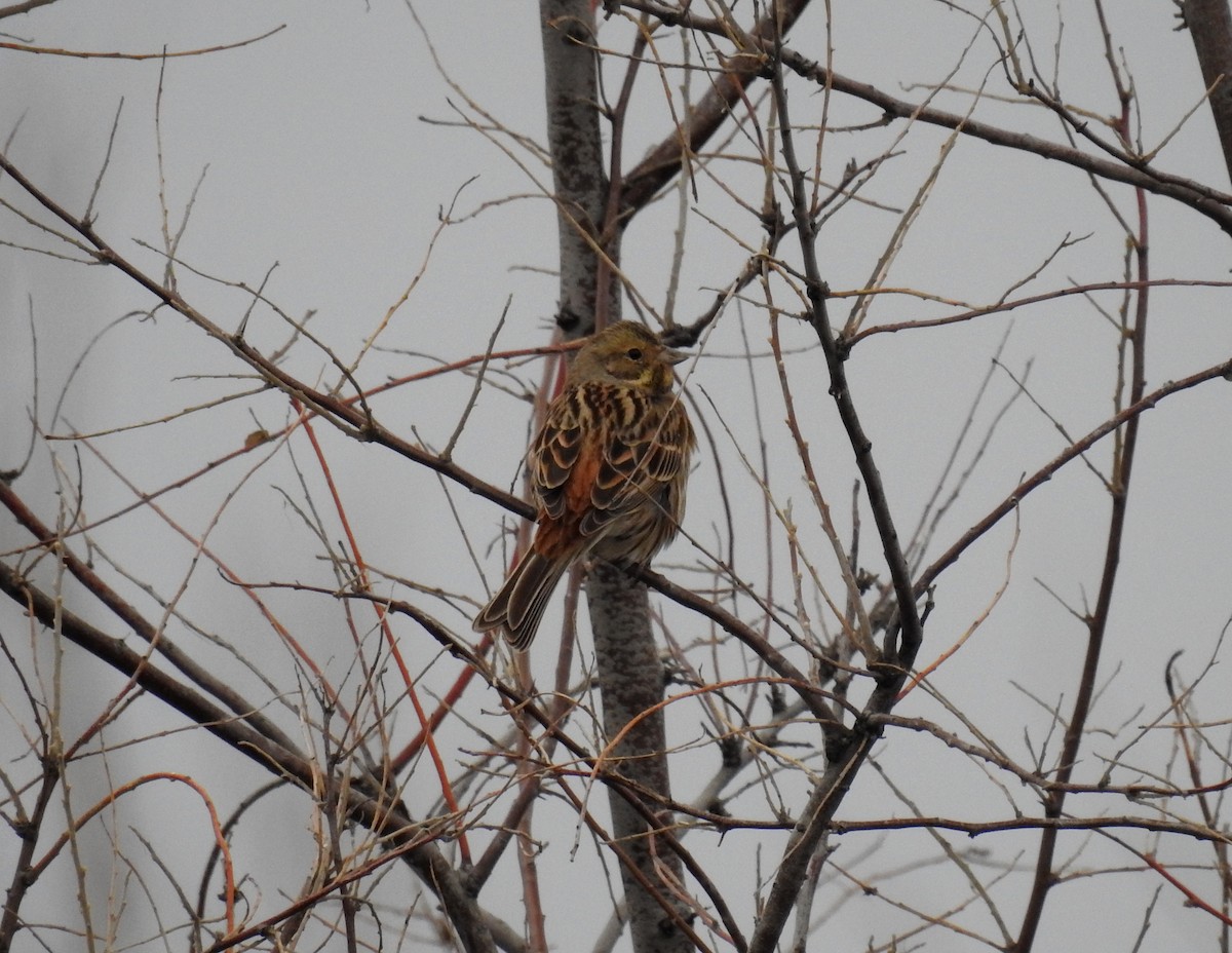 Вівсянка звичайна - ML645659174