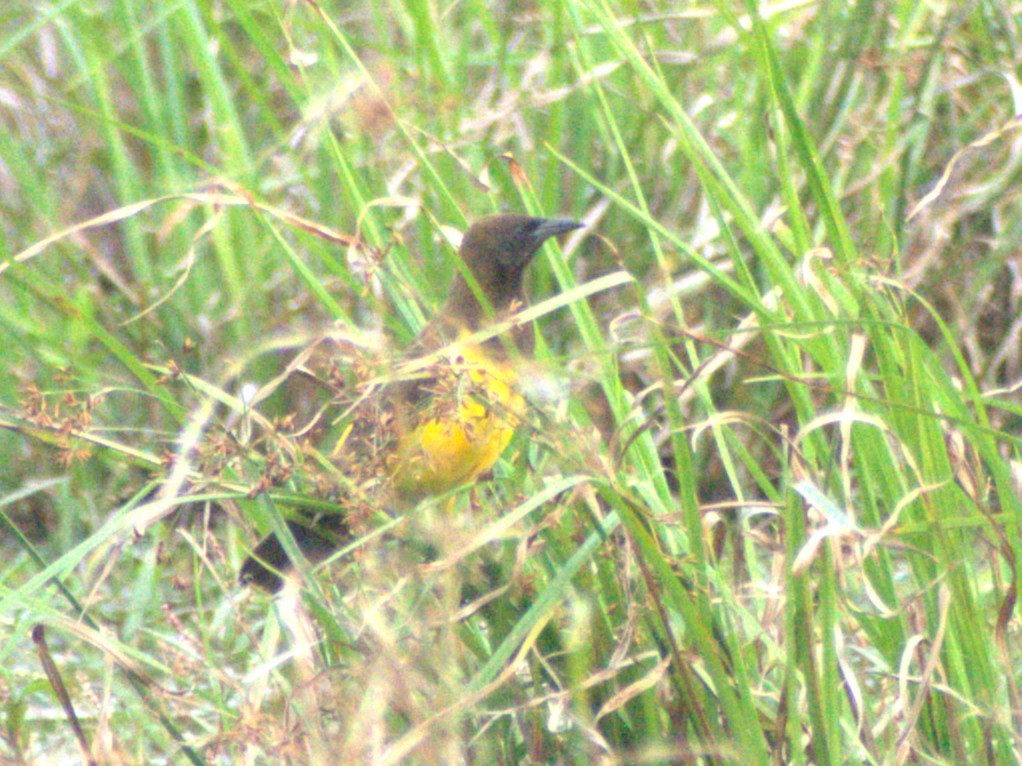 Мочарець жовтогузий - ML645659176