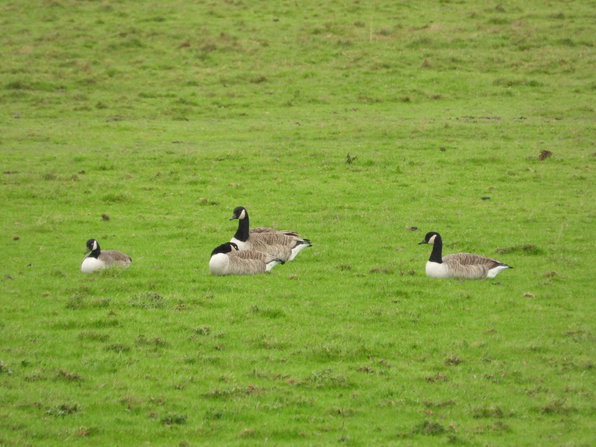 Казарка канадська - ML645659184