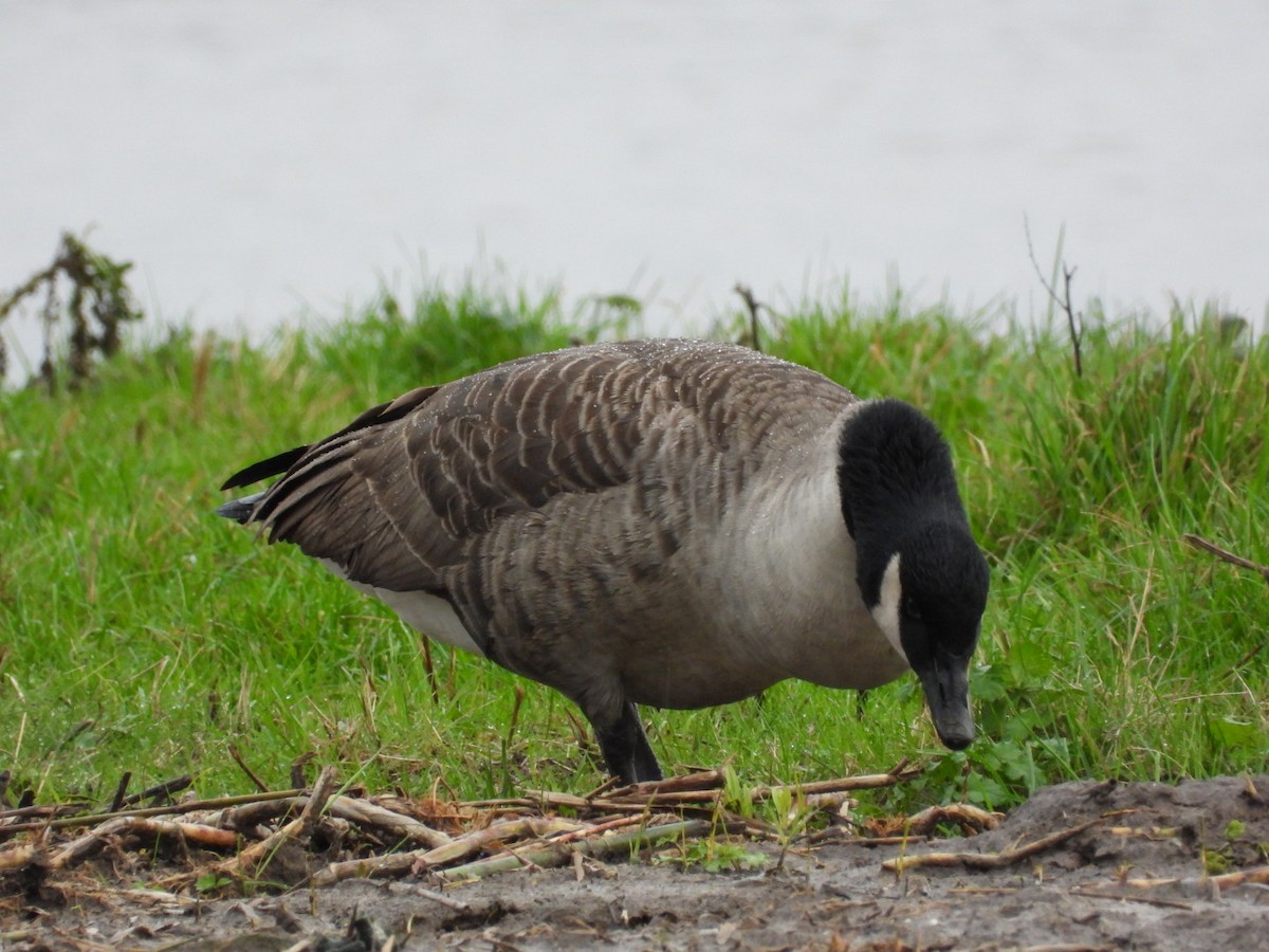 Казарка канадська - ML645659185