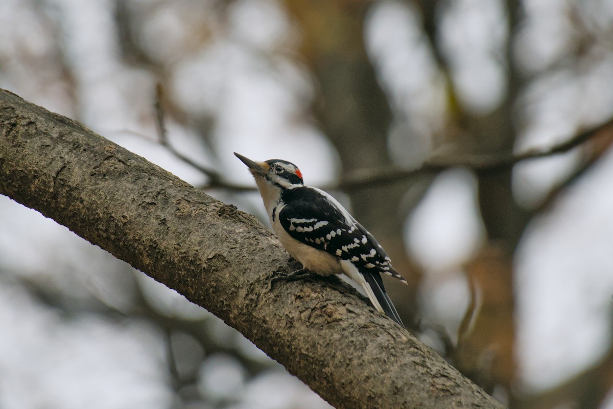 Hairy Woodpecker - ML645659197
