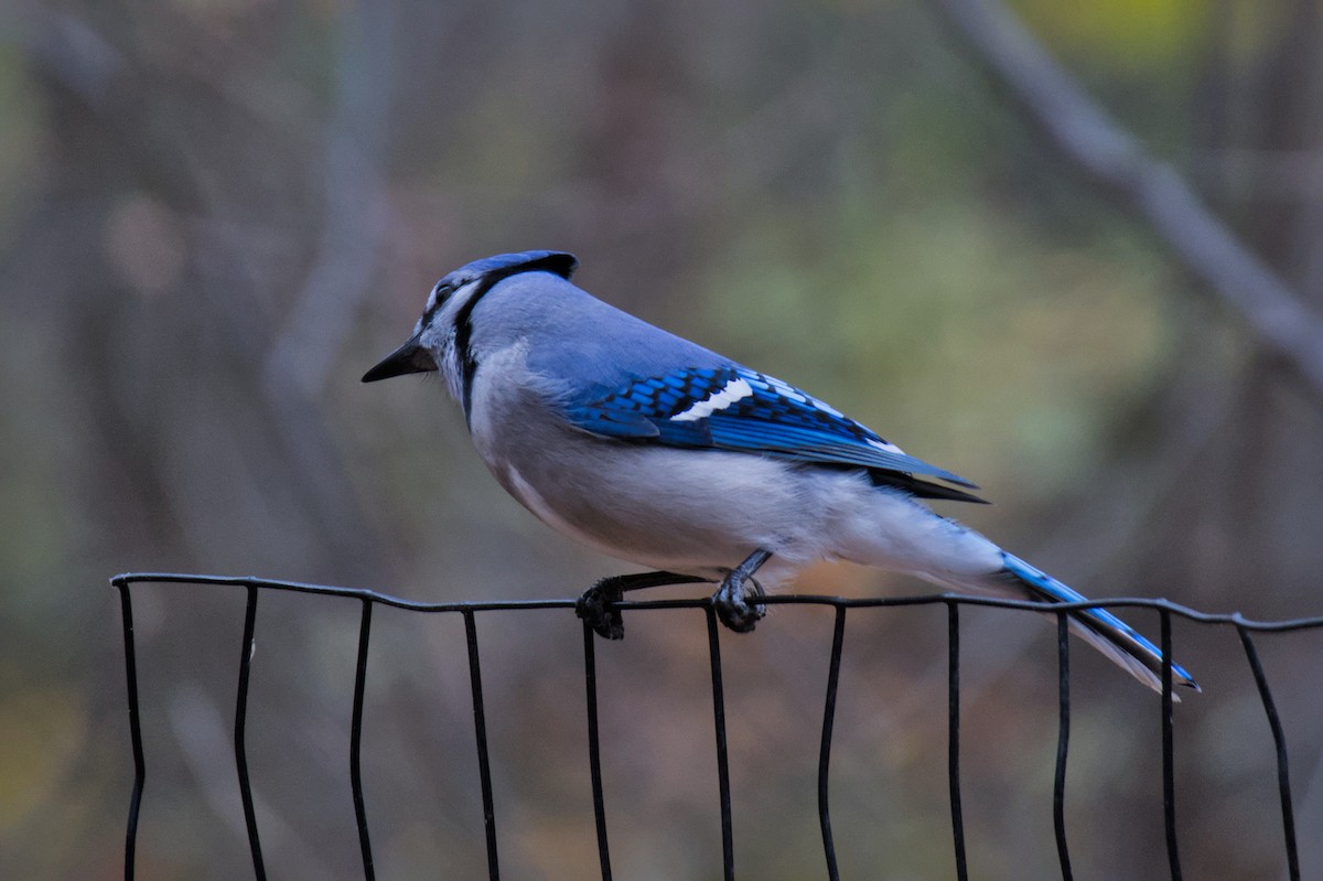 Blue Jay - ML645659202