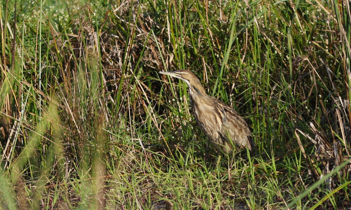 American Bittern - ML645659204