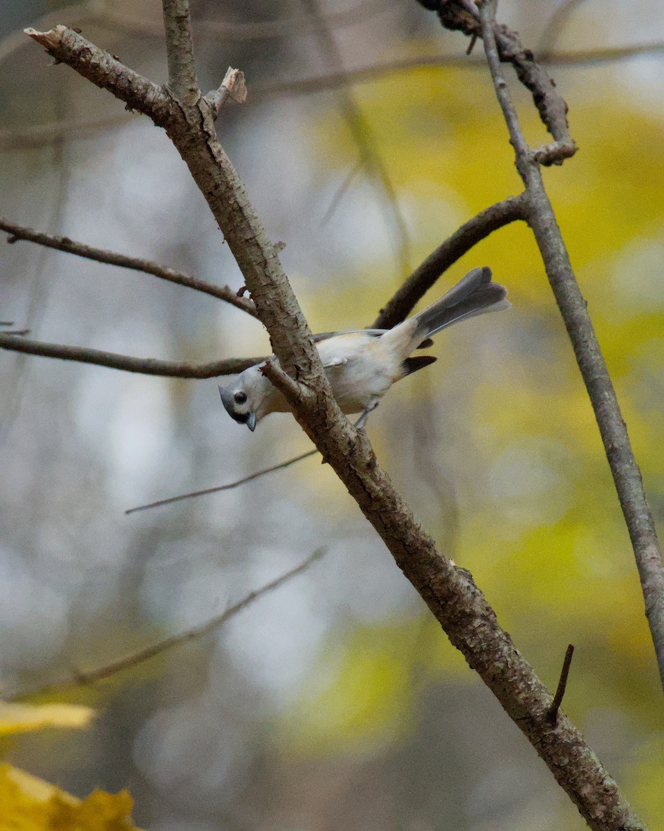 Tufted Titmouse - ML645659209