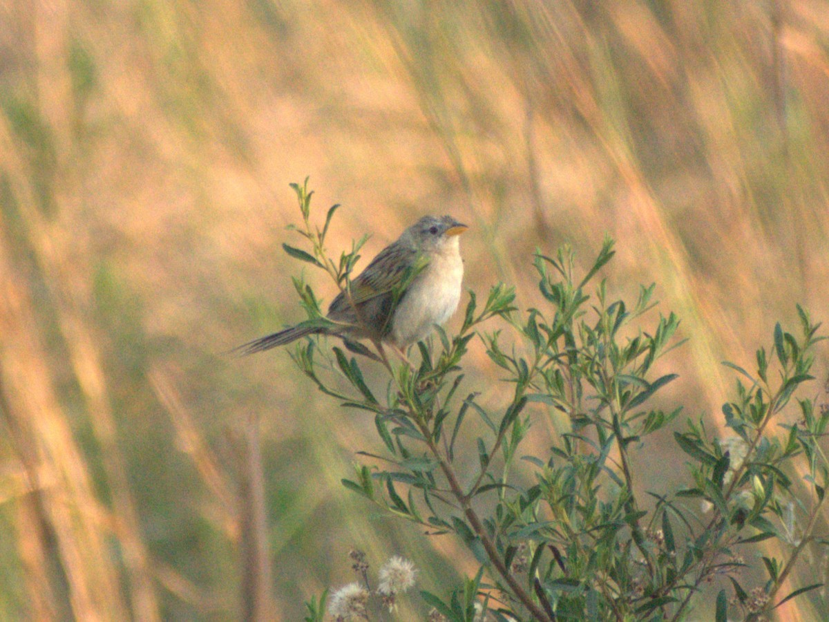 Wedge-tailed Grass-Finch - ML645659211