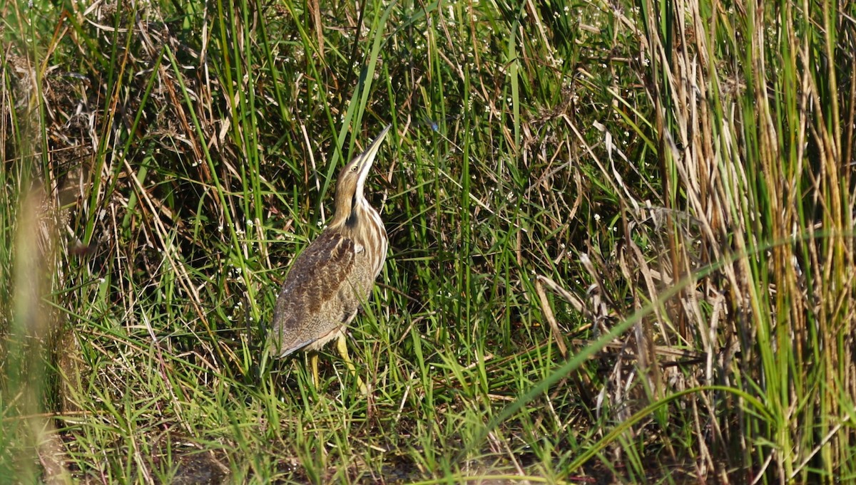 amerikarørdrum - ML645659214