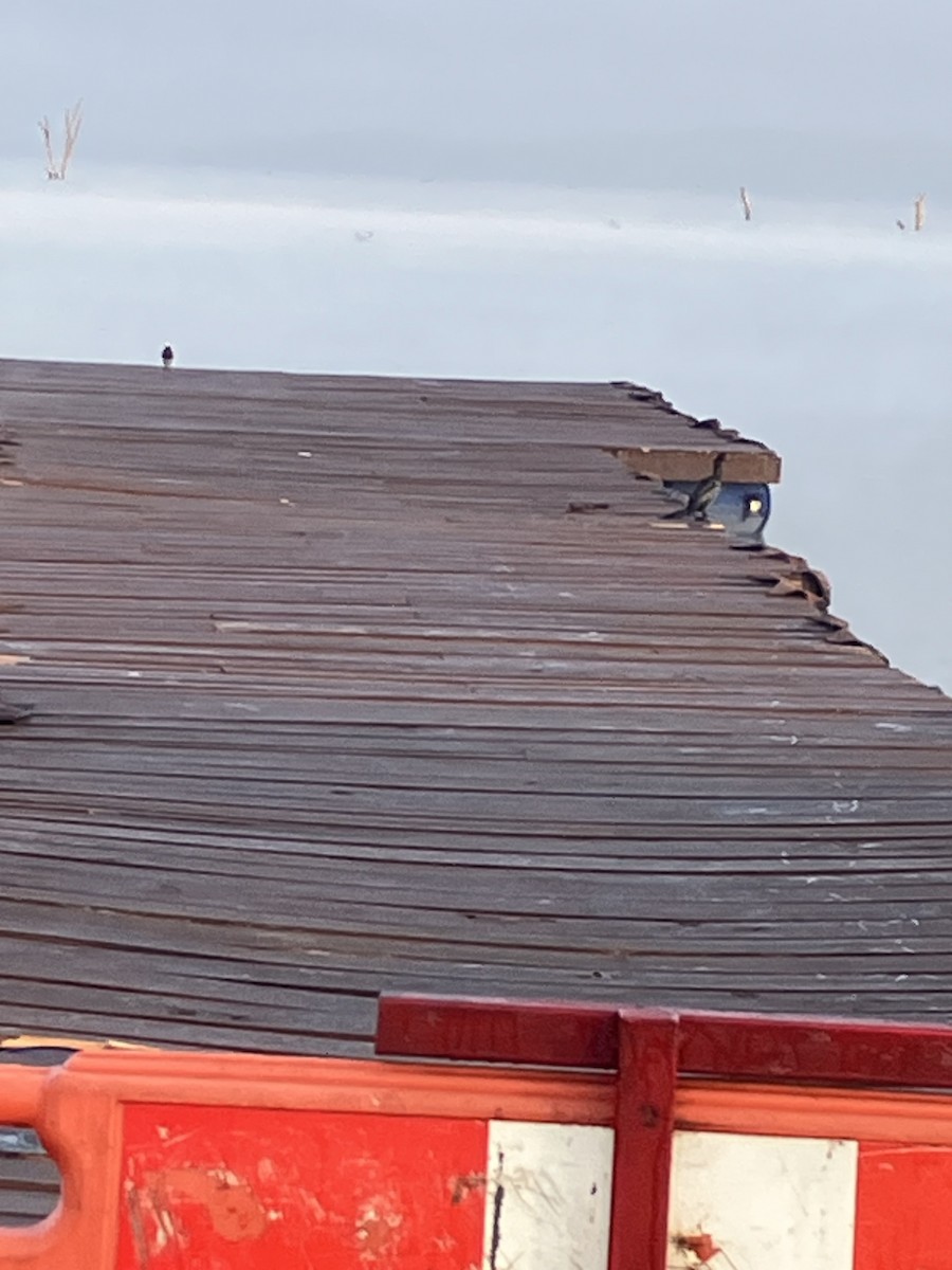 kormorán dlouhoocasý - ML645659215