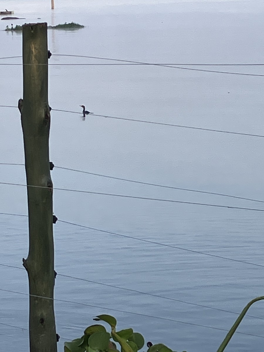 kormorán dlouhoocasý - ML645659216