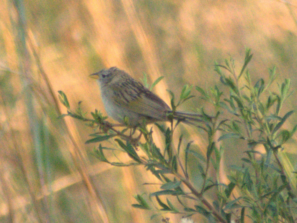 Wedge-tailed Grass-Finch - ML645659218