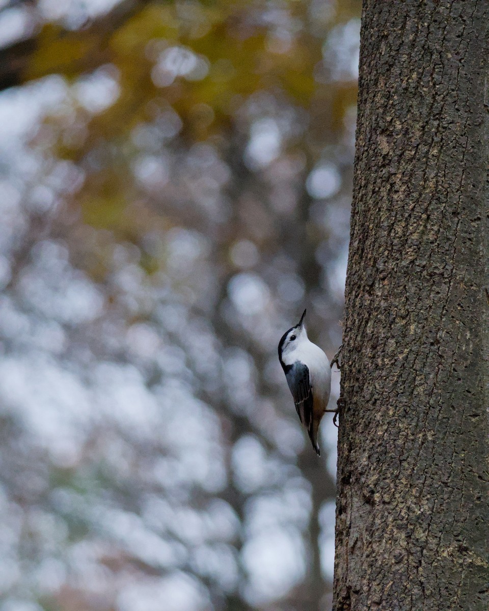 White-breasted Nuthatch - ML645659219