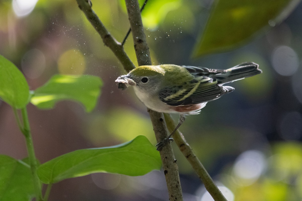 סבכון צהוב-כיפה - ML645659222