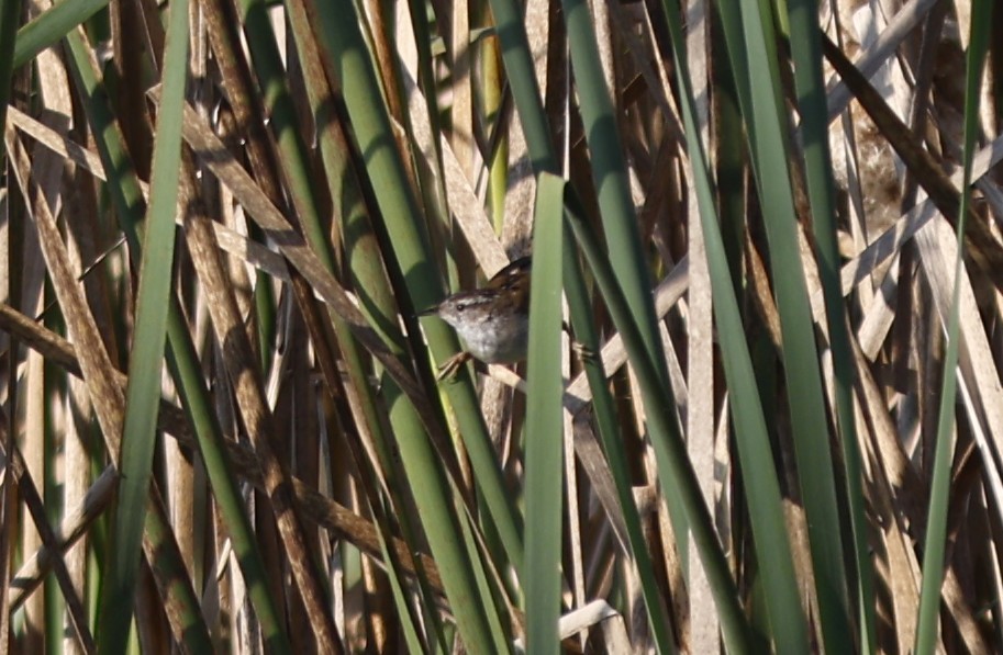 Marsh Wren - ML645659223