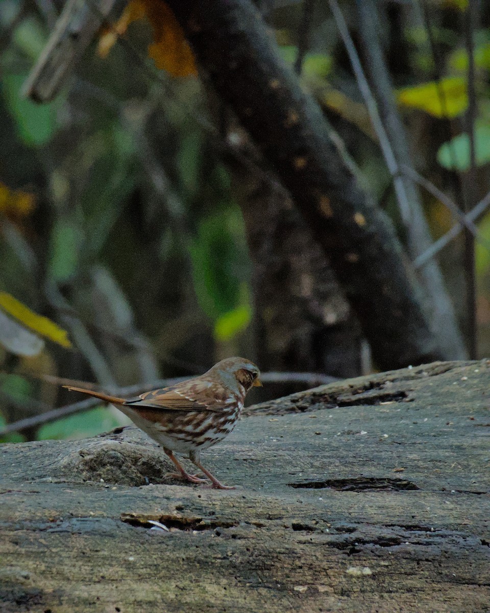 Fox Sparrow - ML645659227