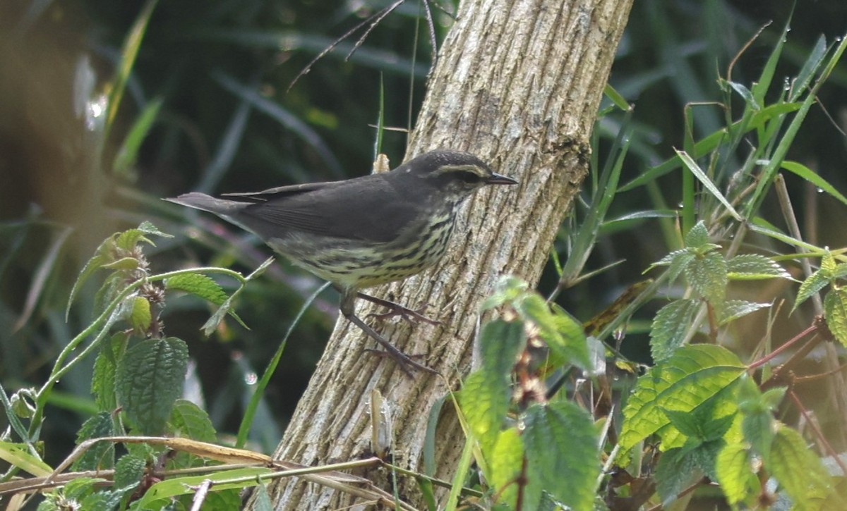 Northern Waterthrush - ML645659234