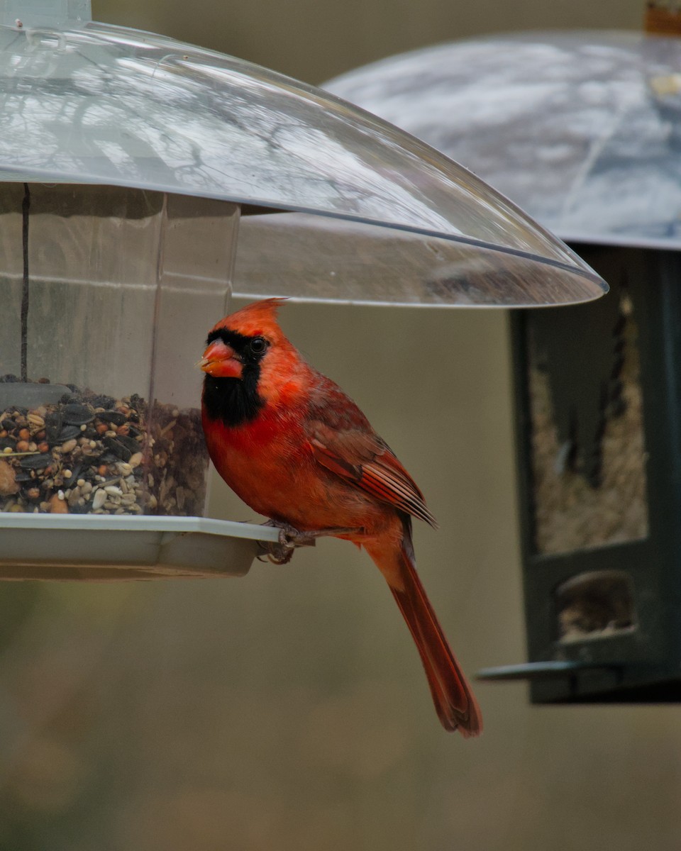Northern Cardinal - ML645659240