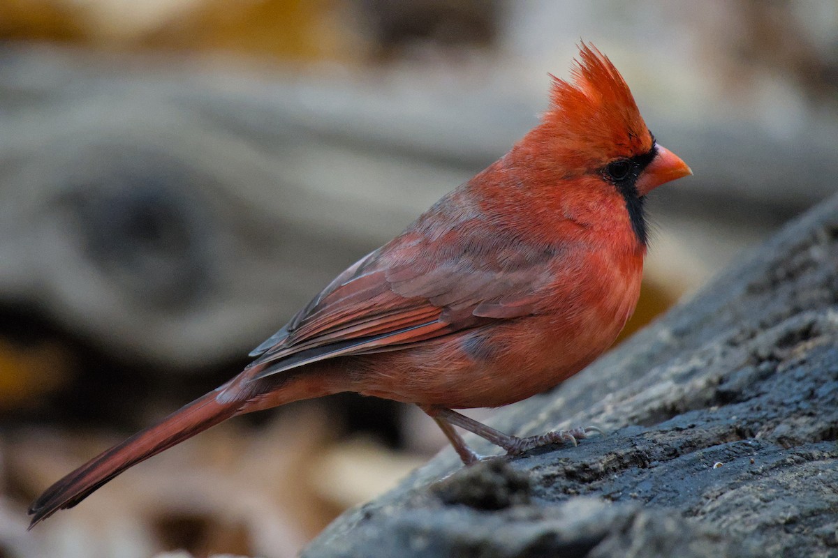 Northern Cardinal - ML645659241