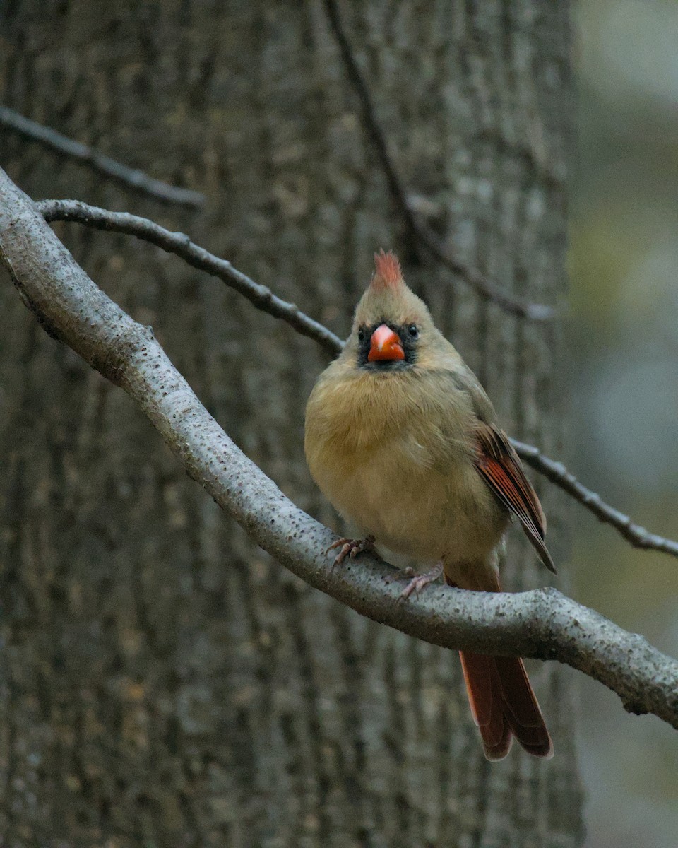 Northern Cardinal - ML645659242