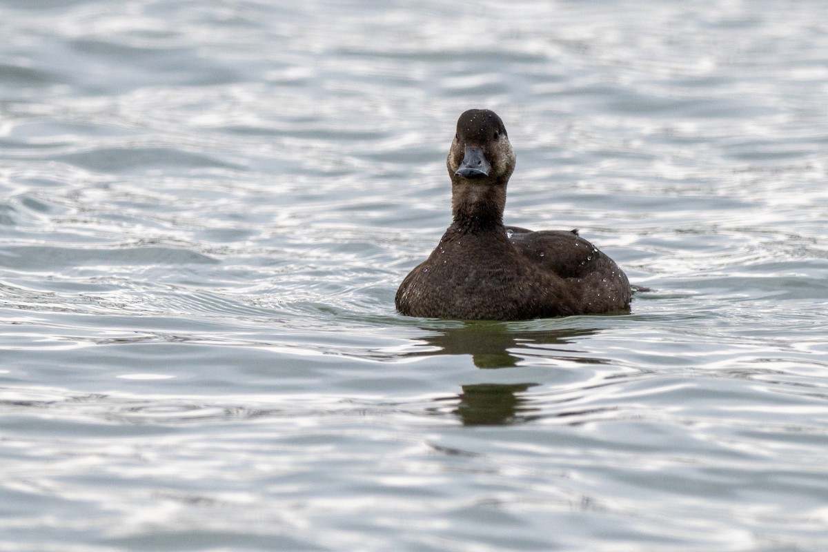 Pazifiktrauerente - ML645659249