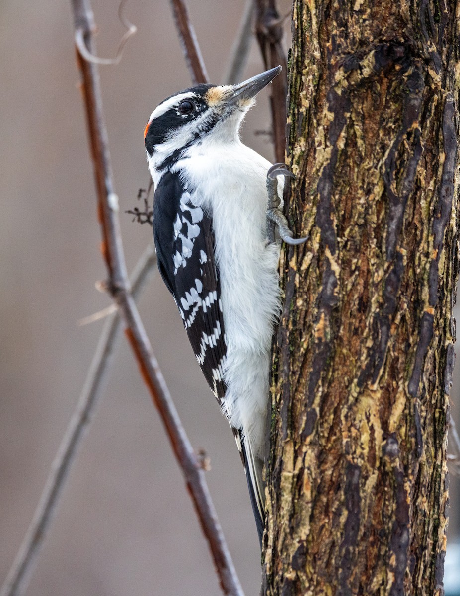 Hairy Woodpecker - ML645659253