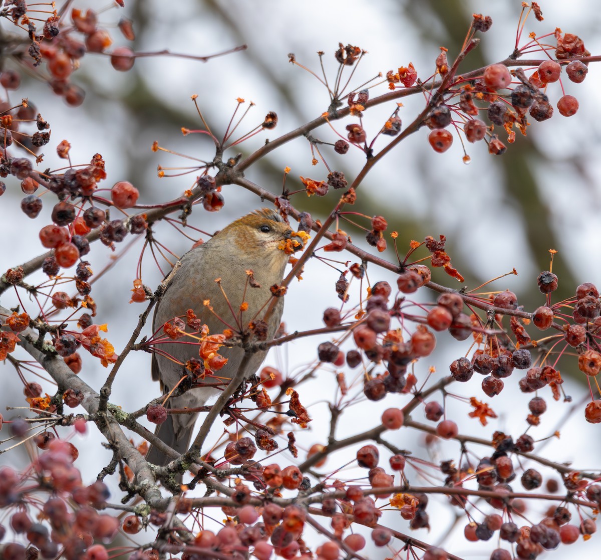 Pine Grosbeak - ML645659261