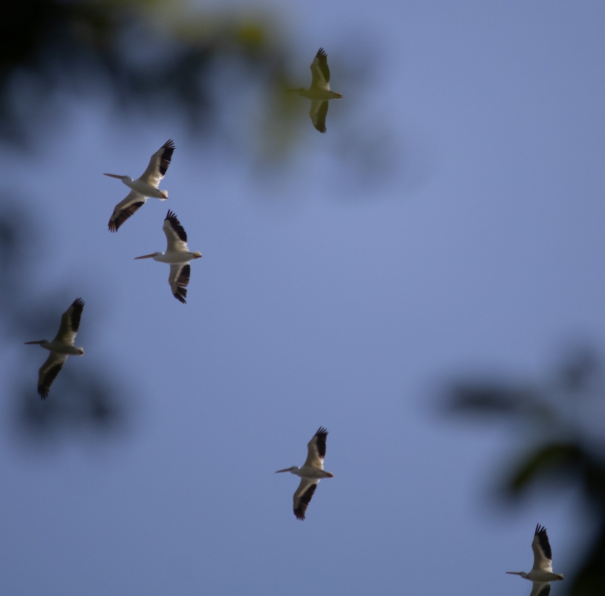 שקנאי אמריקני - ML645659268