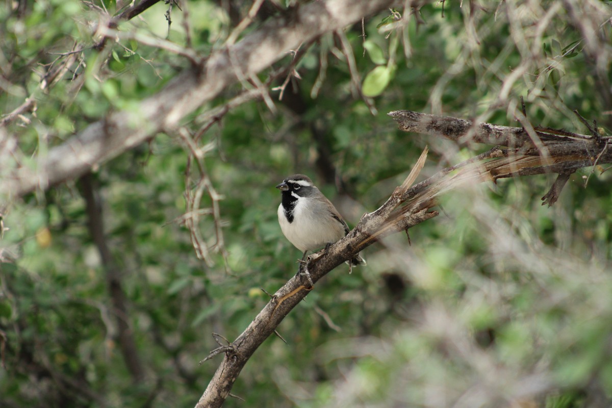 Black-throated Sparrow - ML645659273
