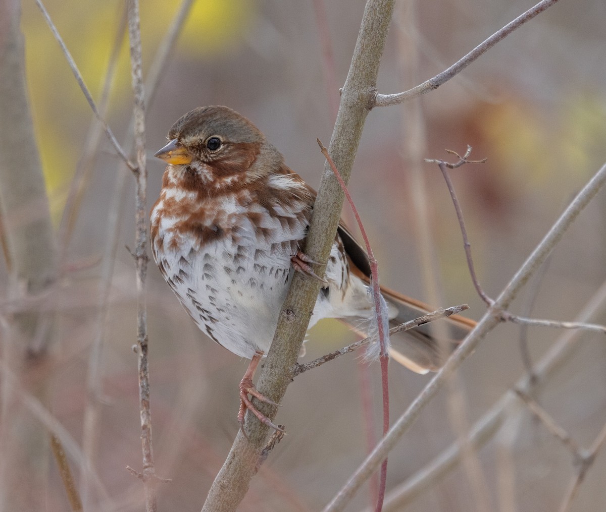 Fox Sparrow - ML645659276