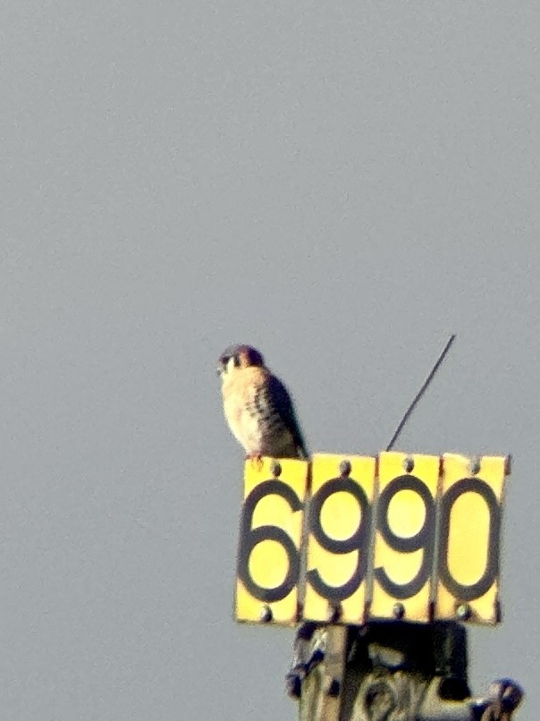 American Kestrel - ML645659279