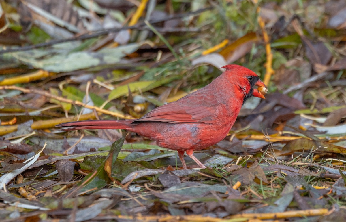Northern Cardinal - ML645659280