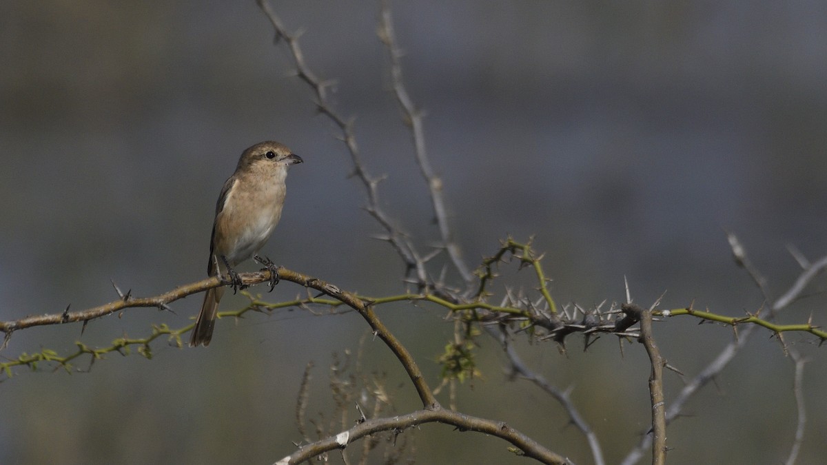 Isabellwürger - ML645659297