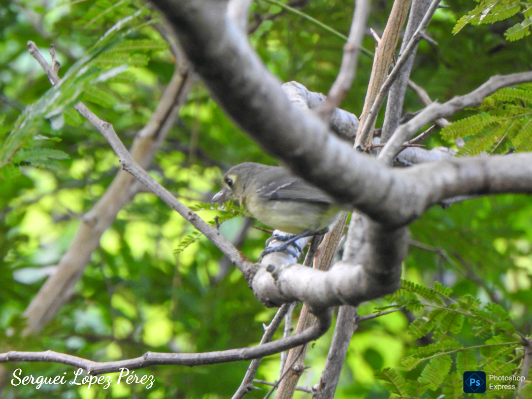 Cuban Vireo - ML645659299