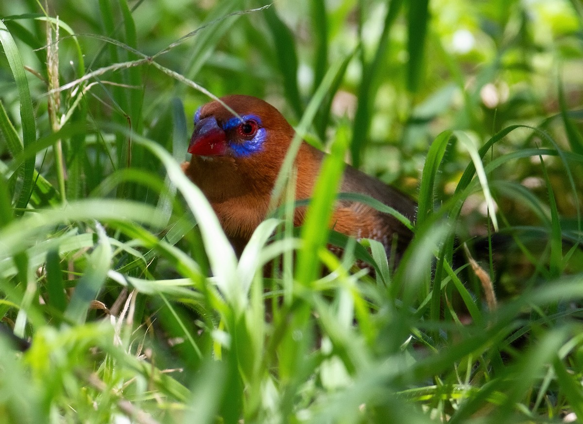 Purple Grenadier - ML645659300