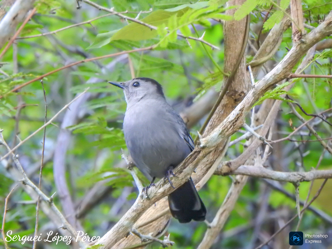 Gray Catbird - ML645659307