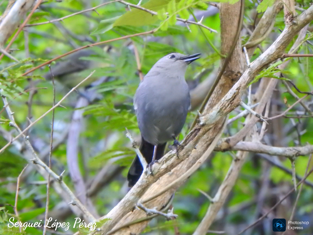 Gray Catbird - ML645659310