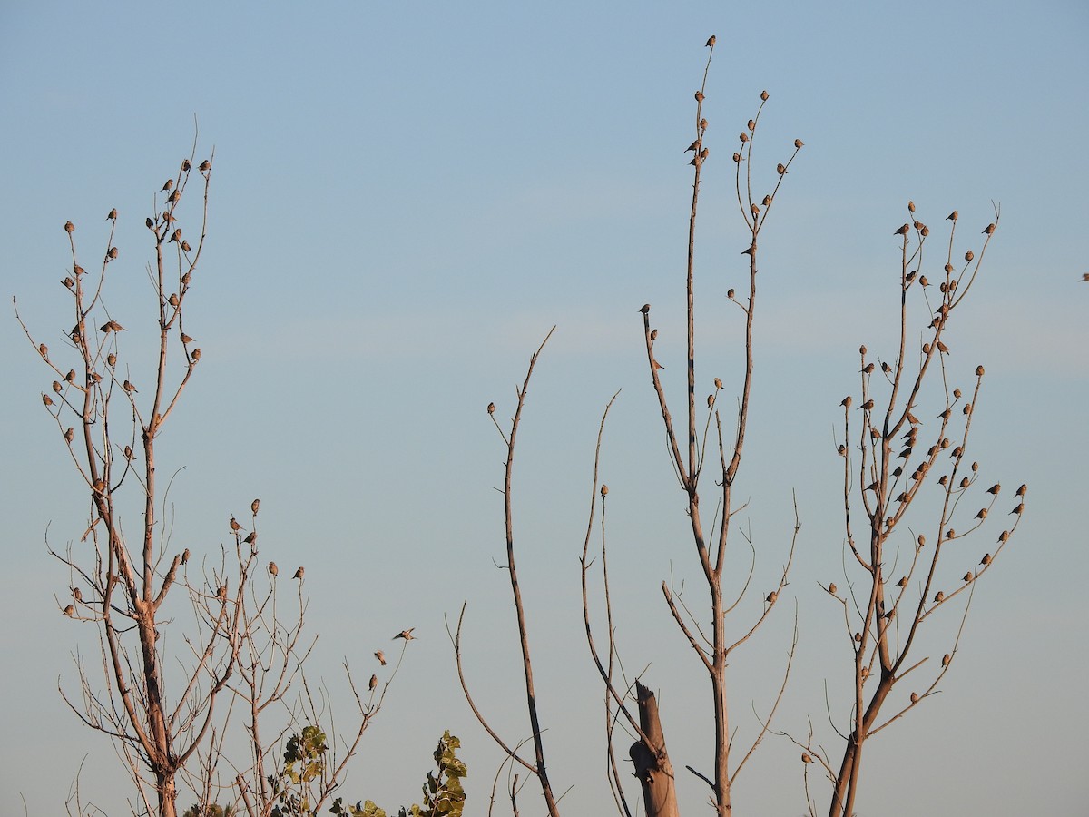 strnad luční - ML645659312