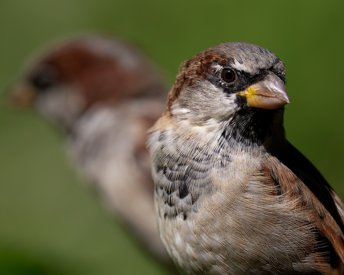 イエスズメ - ML645659318