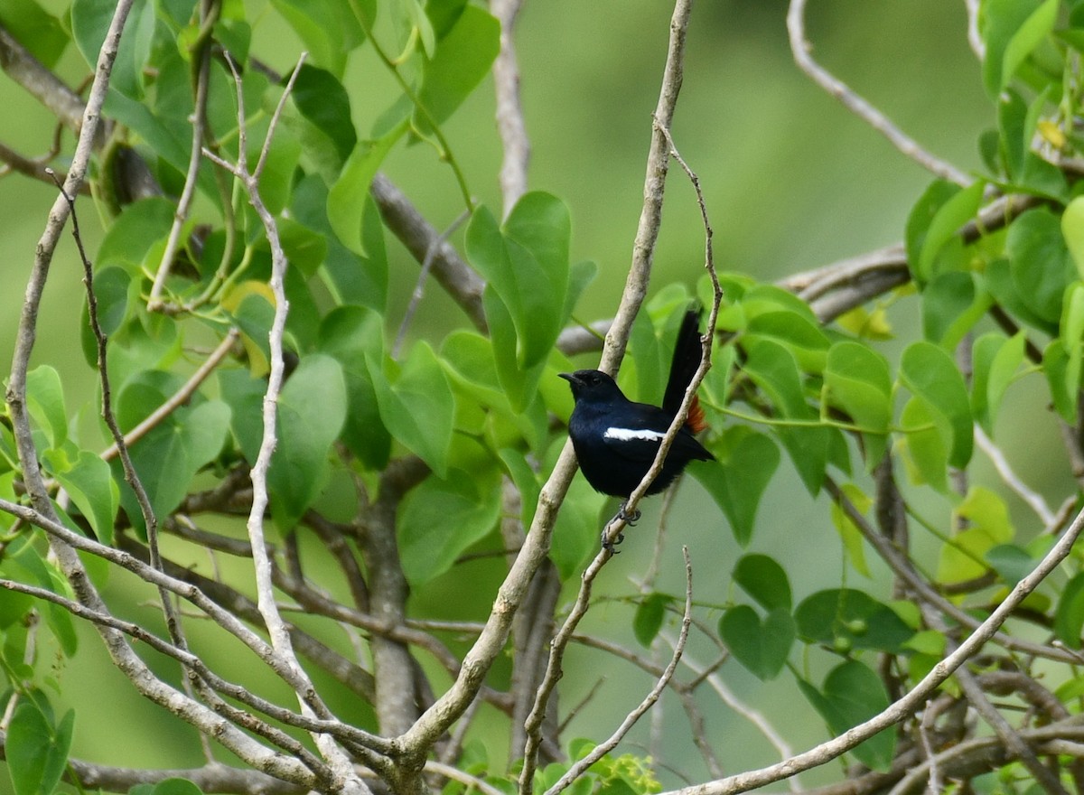 Indian Robin - ML645659323