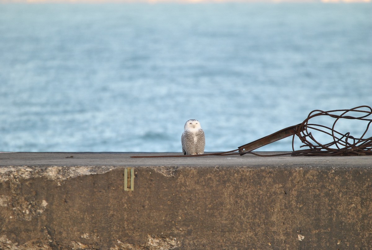 Harfang des neiges - ML645659324