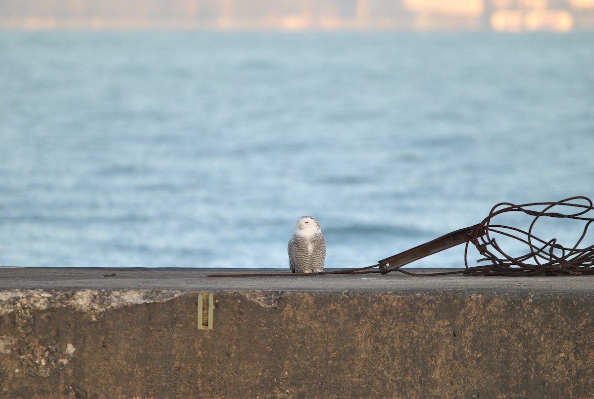 Harfang des neiges - ML645659325