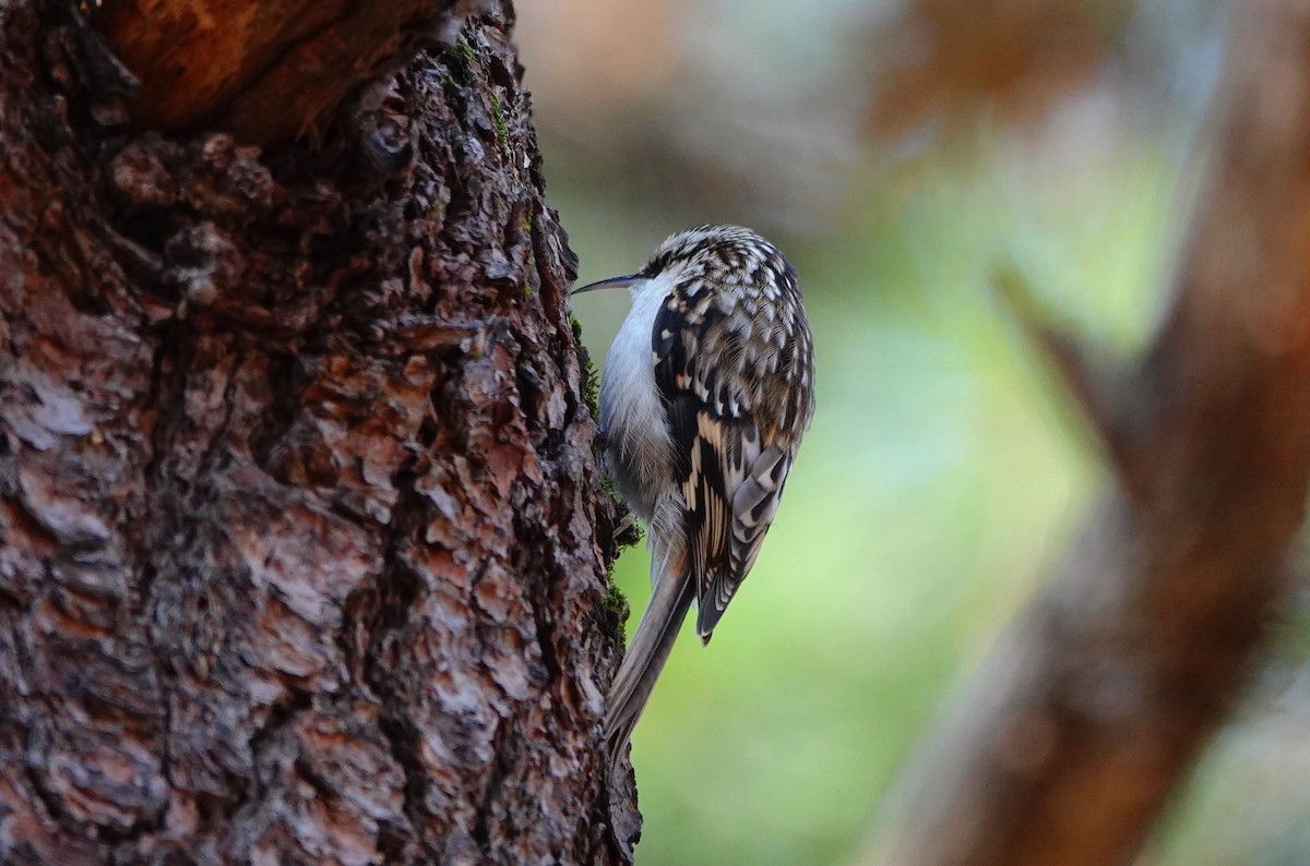 Brown Creeper - ML645659327